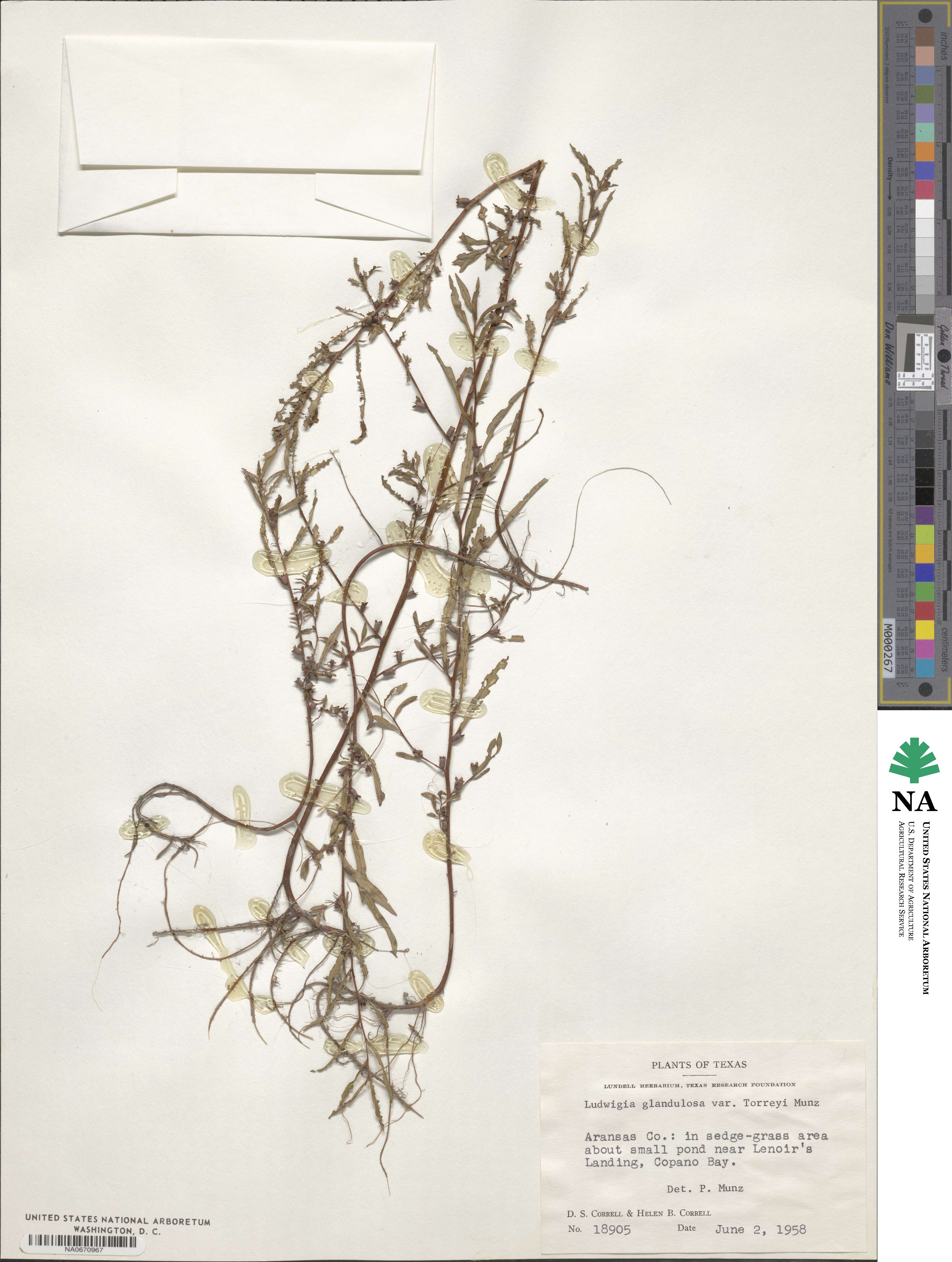 Ludwigia glandulosa subsp. glandulosa image