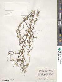 Ludwigia glandulosa subsp. glandulosa image