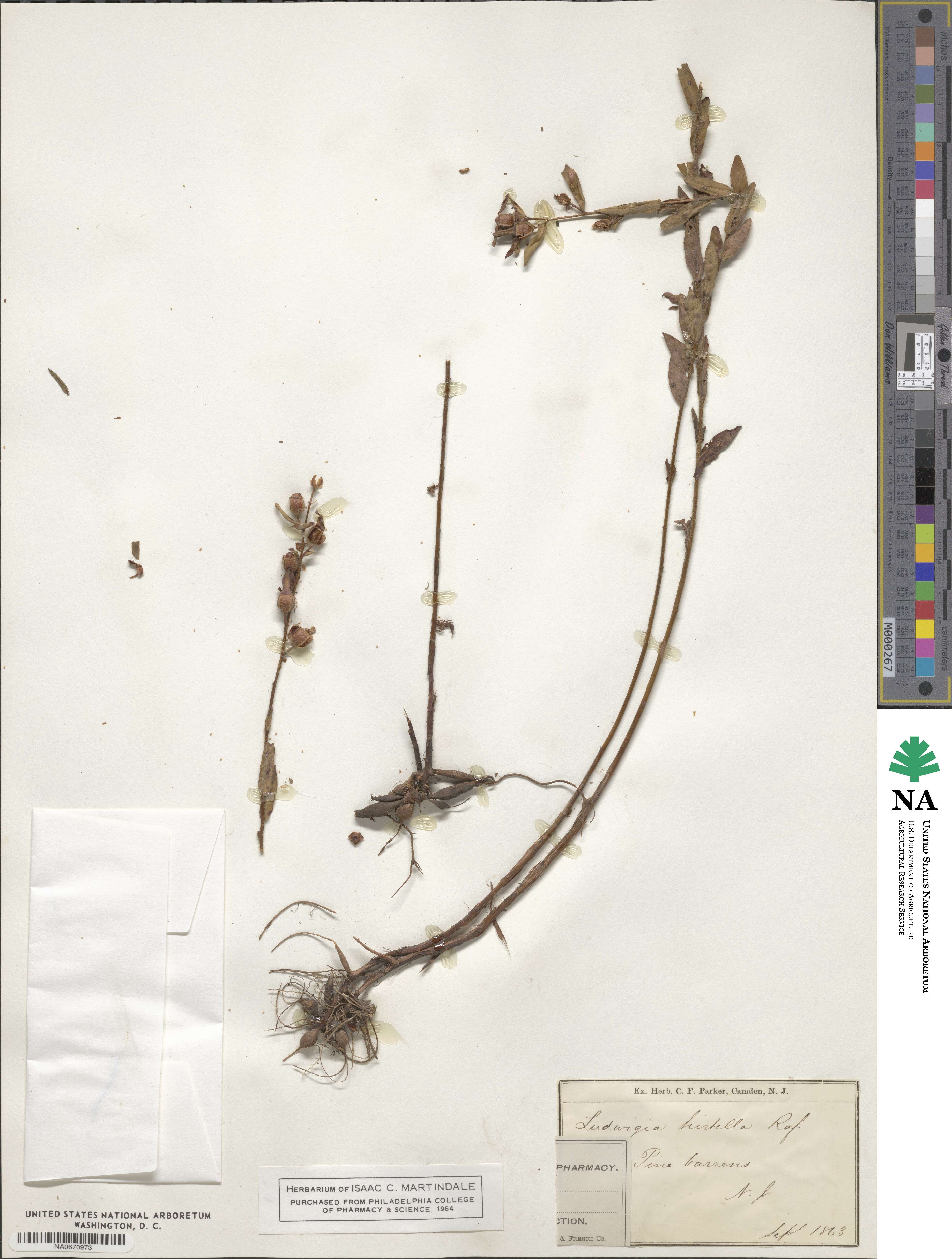 Ludwigia hirtella image