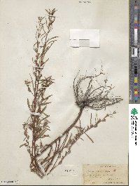 Ludwigia linearis image