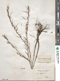 Ludwigia linearis image