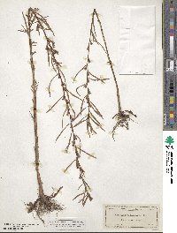 Ludwigia linearis image
