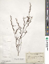 Ludwigia linearis image