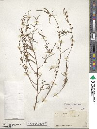 Ludwigia linearis image