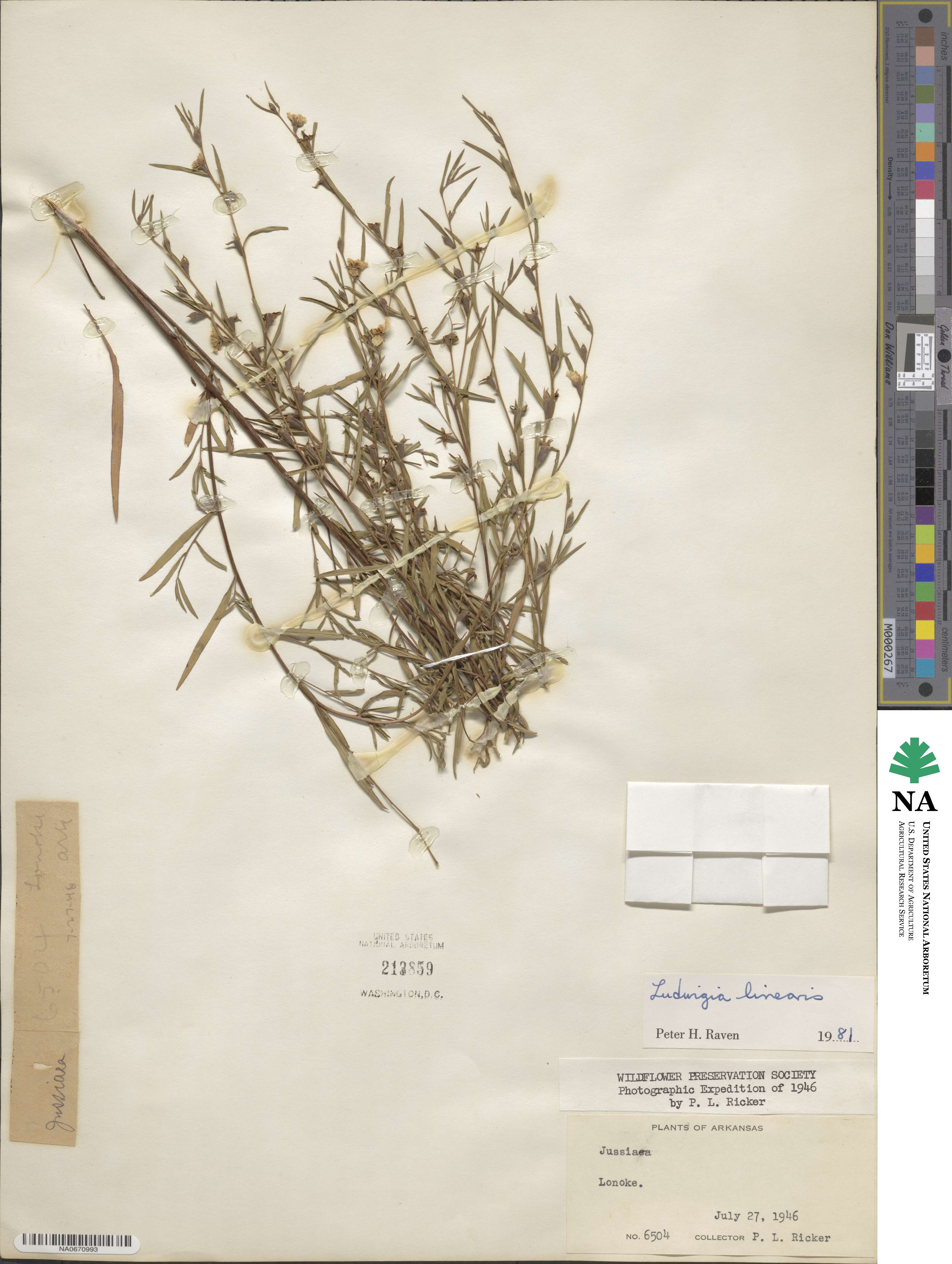Ludwigia linearis image