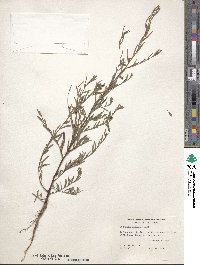 Ludwigia linearis image