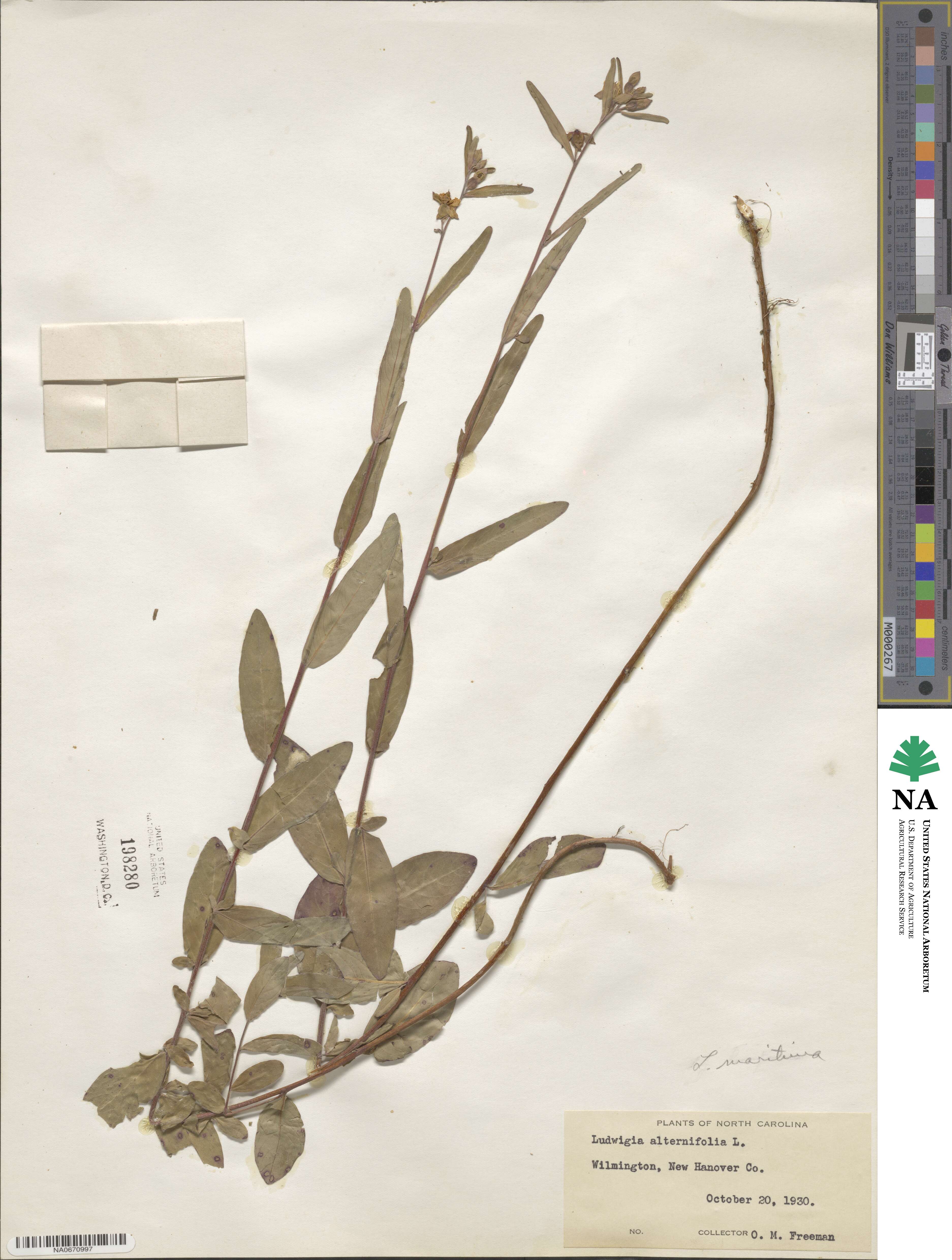 Ludwigia maritima image