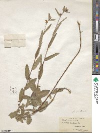 Ludwigia maritima image