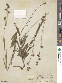 Ludwigia maritima image