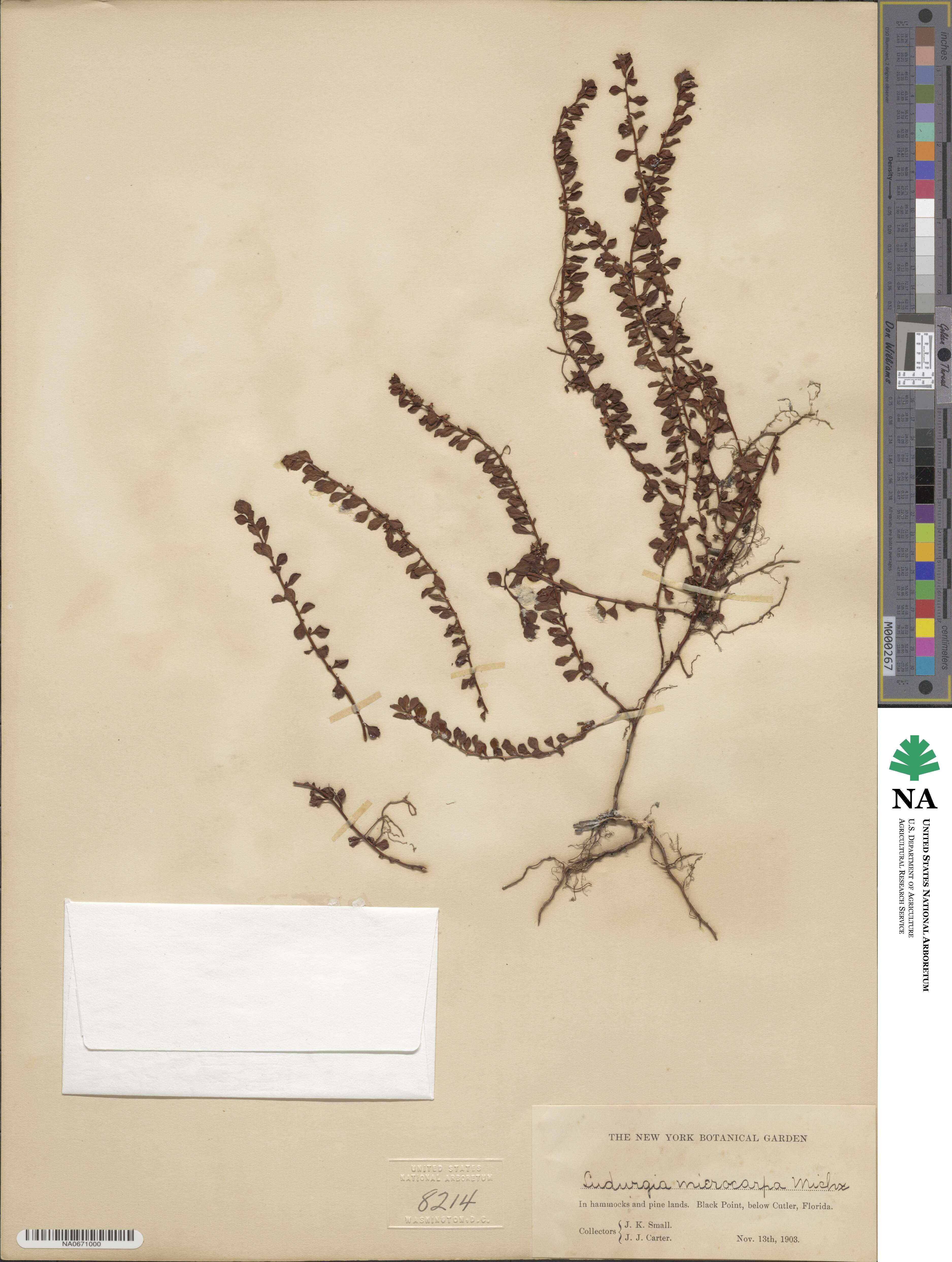 Ludwigia microcarpa image