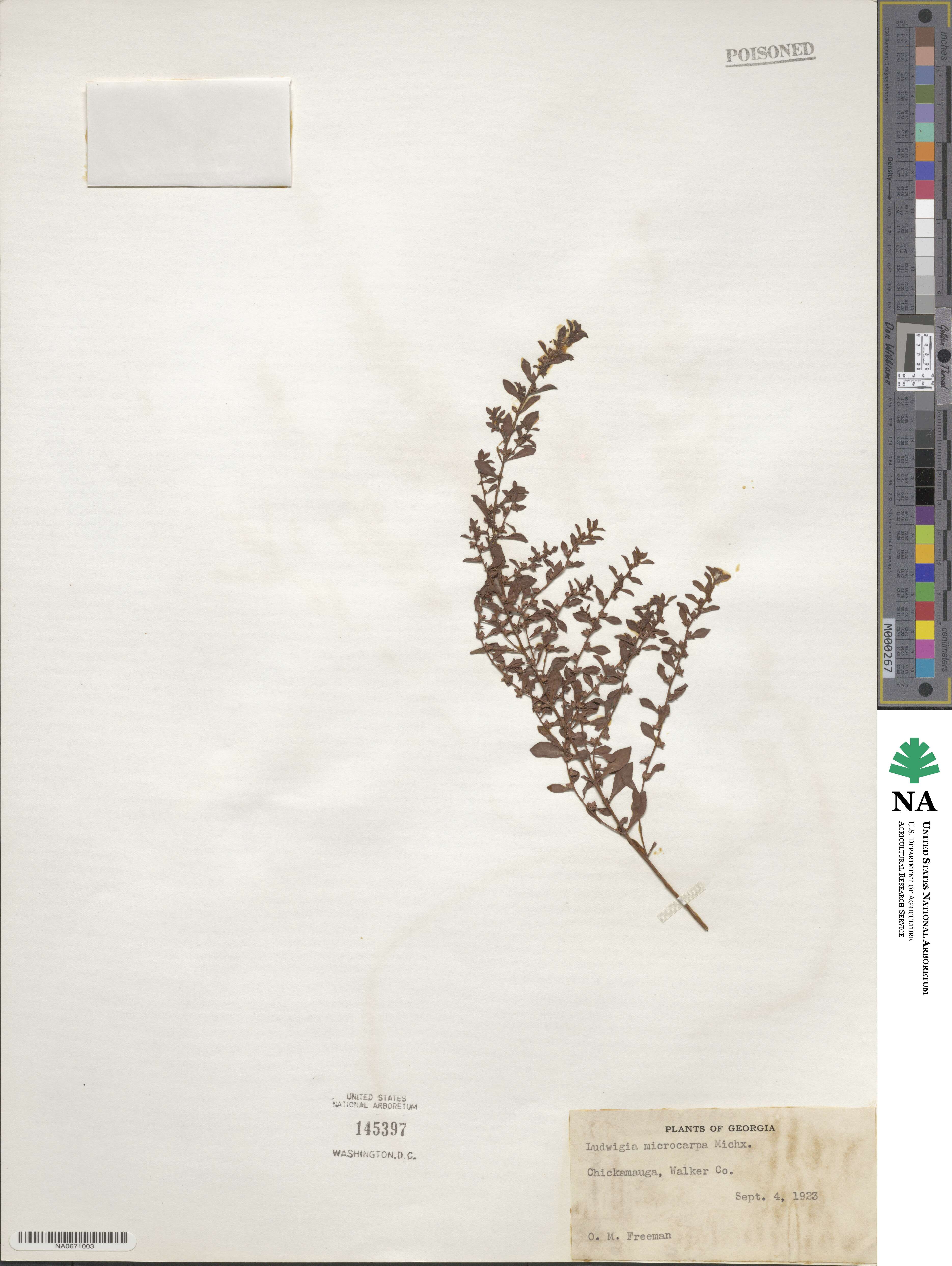 Ludwigia microcarpa image