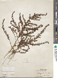 Ludwigia microcarpa image