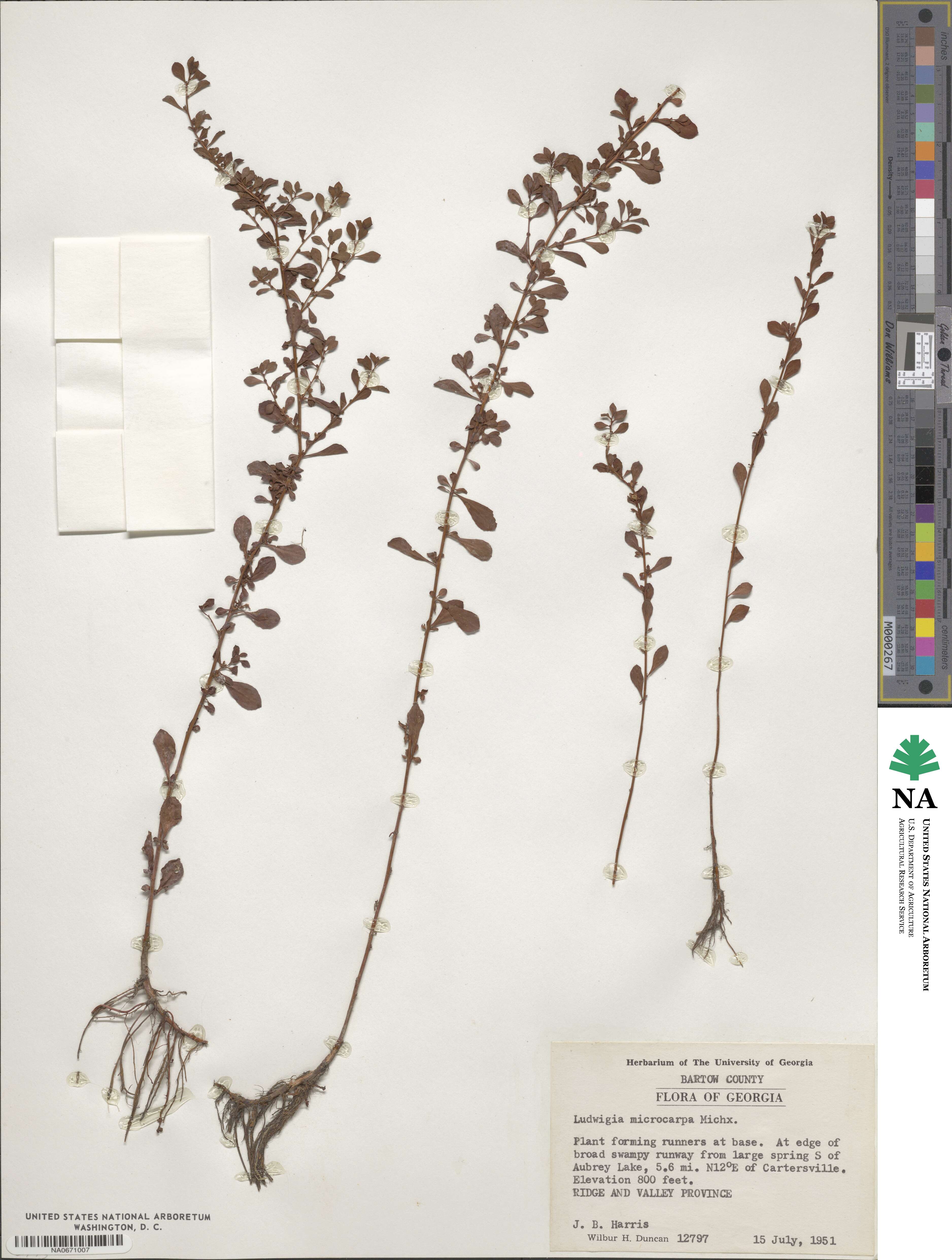 Ludwigia microcarpa image