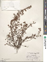 Ludwigia microcarpa image