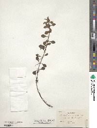 Ludwigia repens image