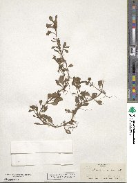 Ludwigia repens image