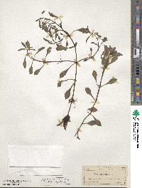 Ludwigia repens image