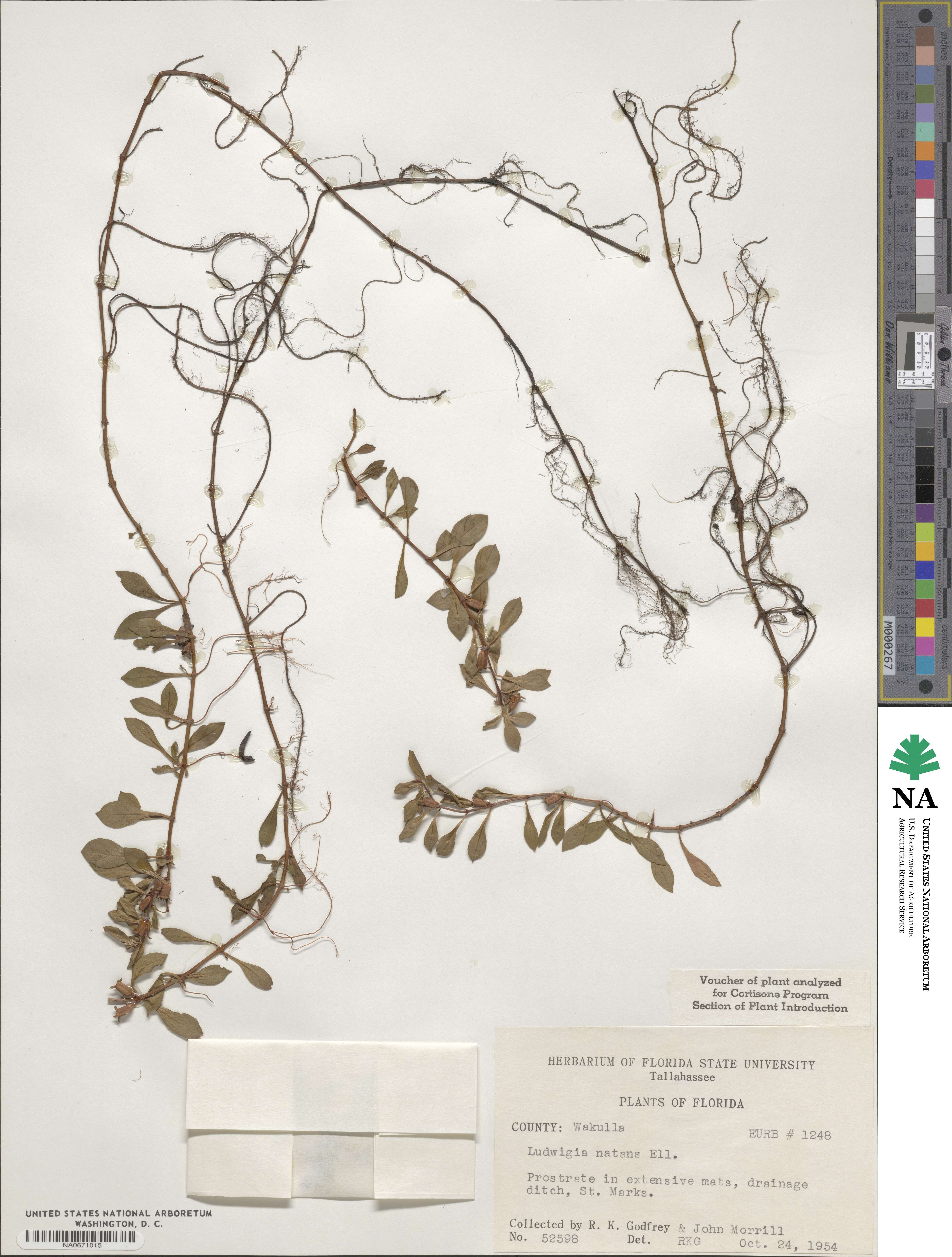 Ludwigia repens image