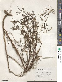 Ludwigia octovalvis image