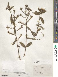 Ludwigia octovalvis image