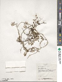 Ludwigia palustris image