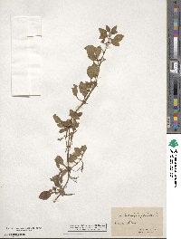 Ludwigia palustris image