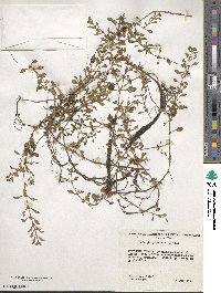 Ludwigia palustris image