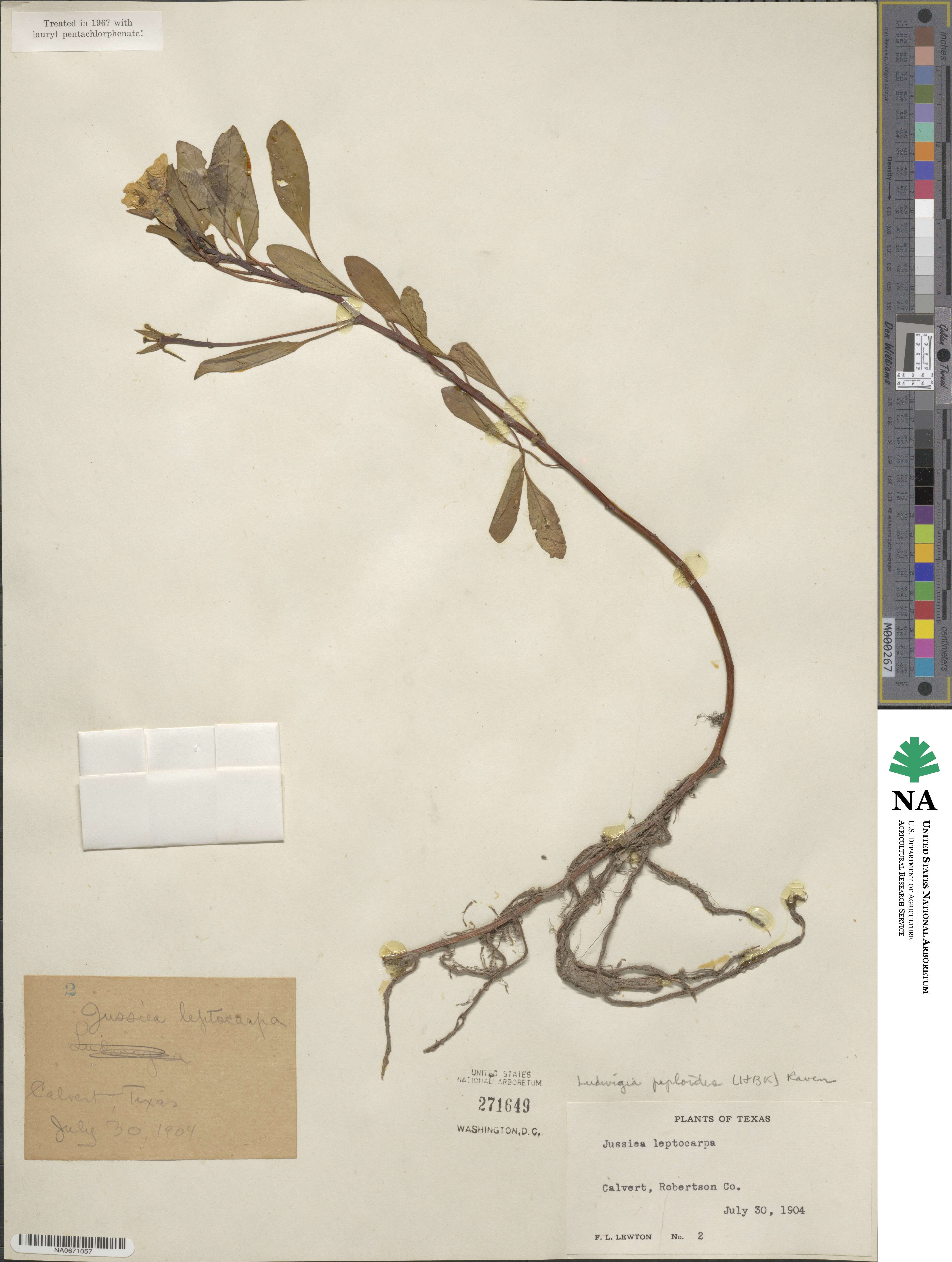 Ludwigia image