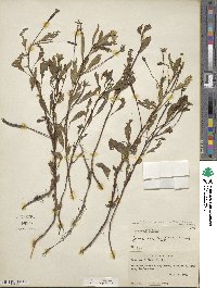 Ludwigia peploides image