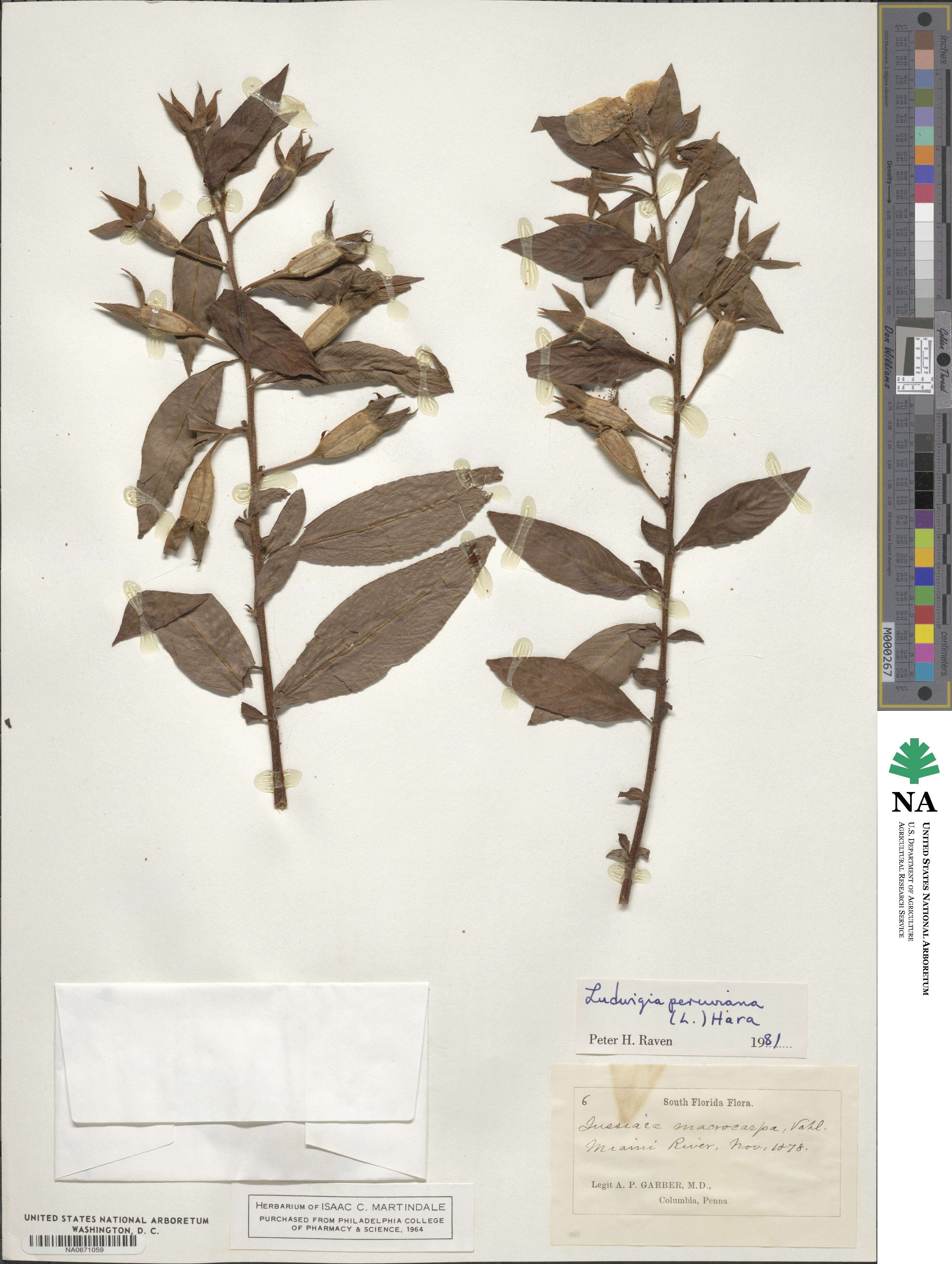 Ludwigia peruviana image