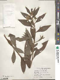 Ludwigia peruviana image