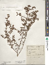 Ludwigia pilosa image