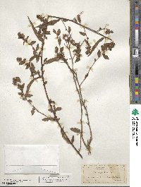 Ludwigia pilosa image