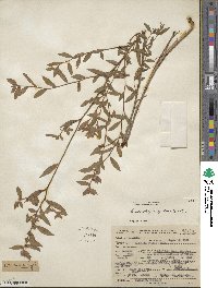 Ludwigia pilosa image