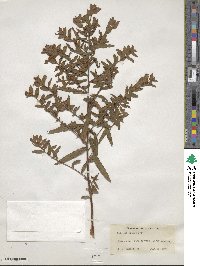 Ludwigia pilosa image