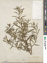 Ludwigia polycarpa image