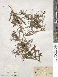 Ludwigia polycarpa image