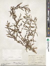 Ludwigia polycarpa image