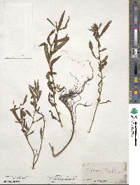 Ludwigia polycarpa image