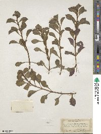 Ludwigia repens image