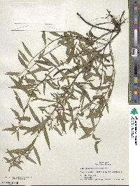 Ludwigia sphaerocarpa image