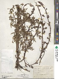 Ludwigia sphaerocarpa image