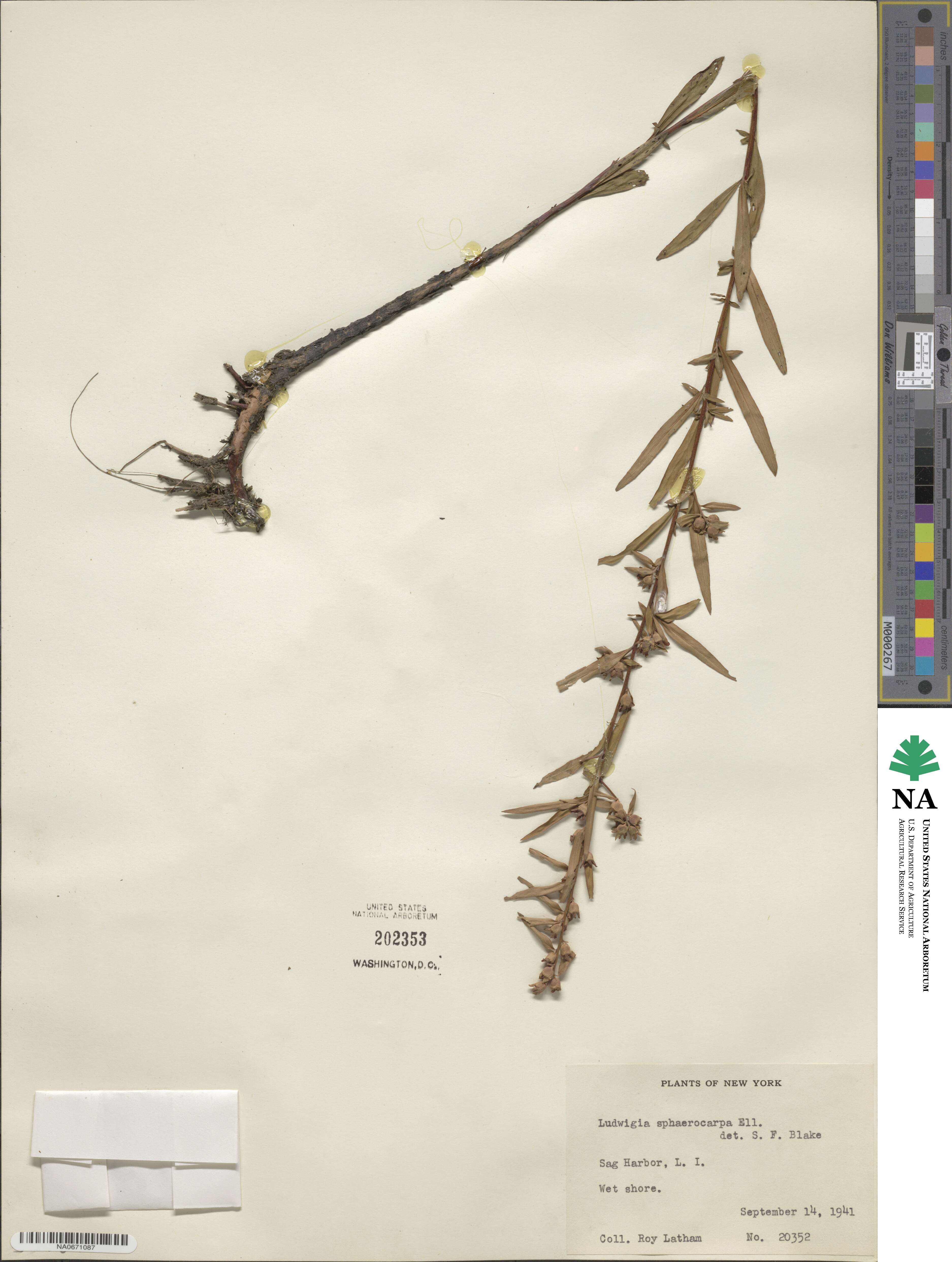 Ludwigia sphaerocarpa image