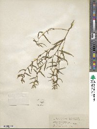 Ludwigia sphaerocarpa image