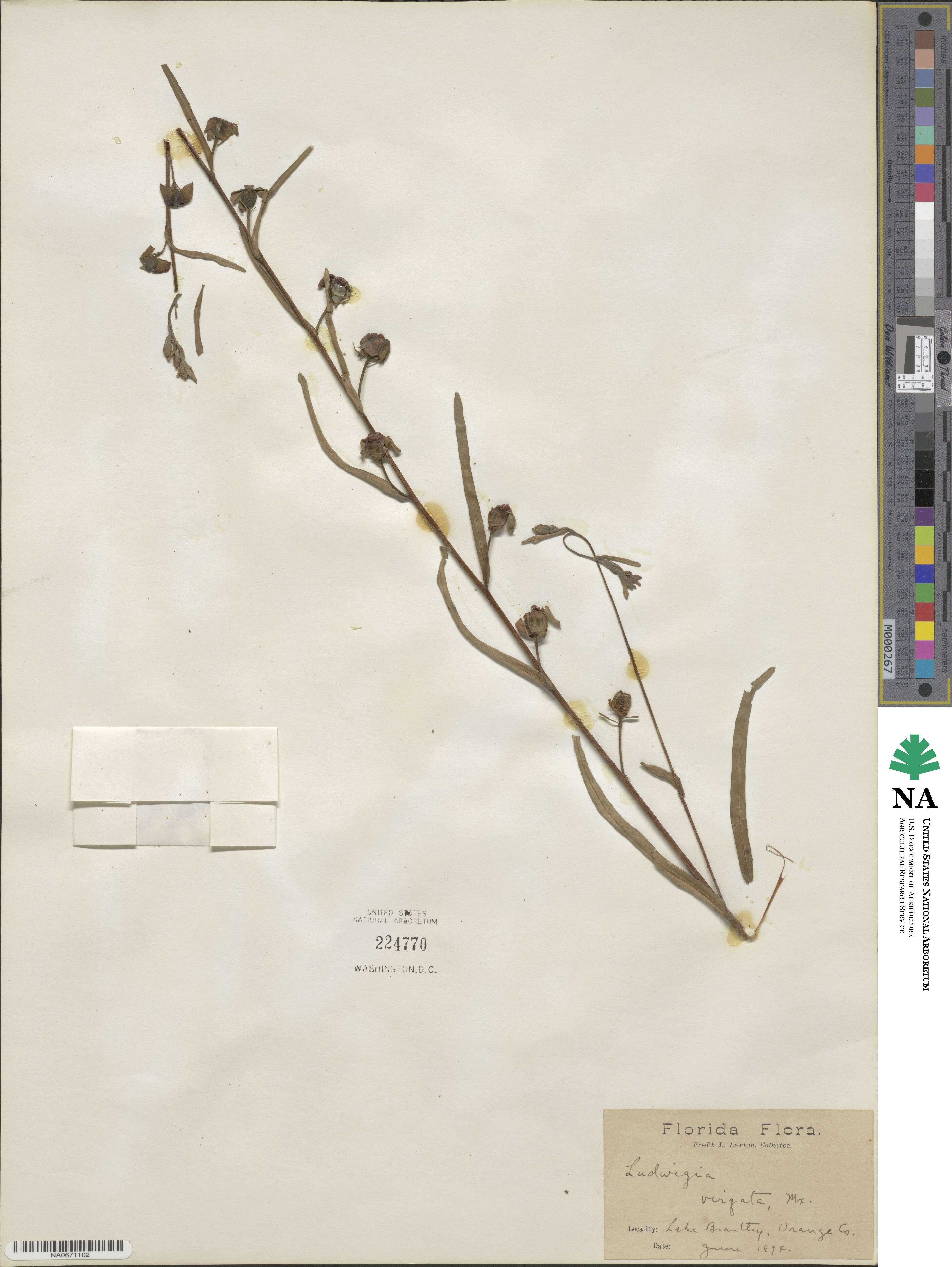 Ludwigia virgata image