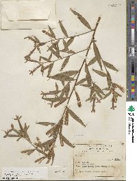 Ludwigia bonariensis image