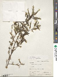 Ludwigia erecta image