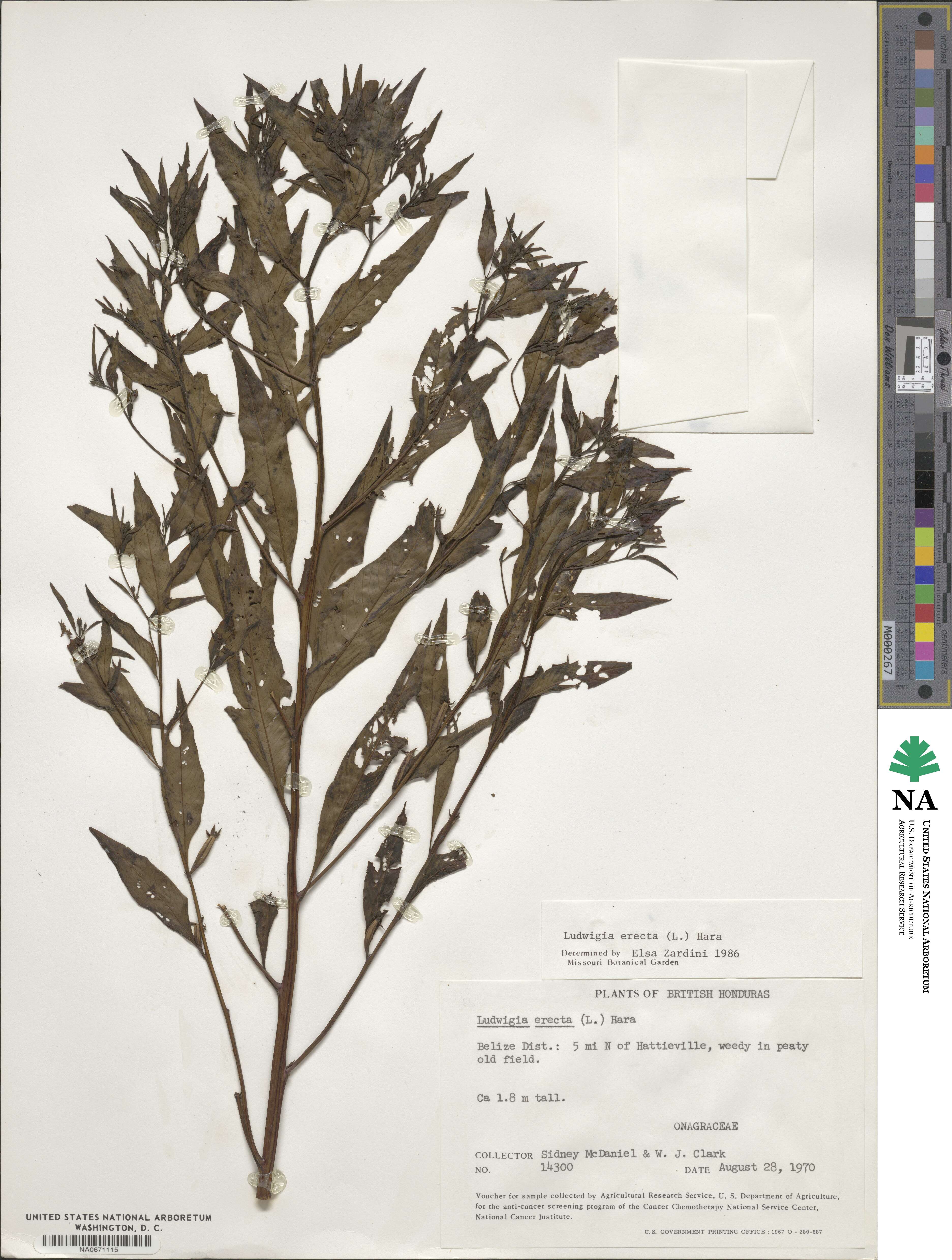 Ludwigia erecta image