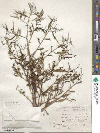 Ludwigia erecta image