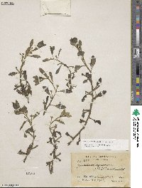 Ludwigia inclinata image